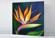 Картина Pintdecor Strelitzia g1112