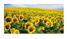 Картина Pintdecor Campo di girasoli g1120